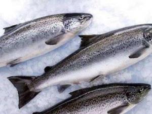 �����~�ĠI�B�rֵ �����~��ô�� �����~�Ĺ�Ч�c���� �ЋD�ܳԆ�