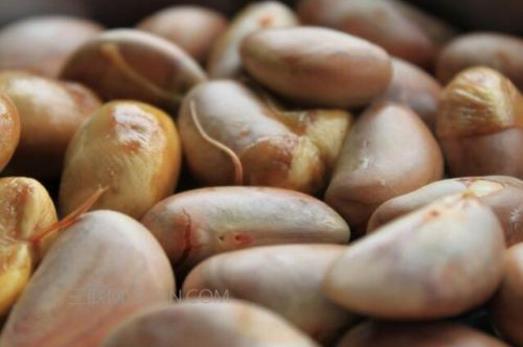 菠蘿蜜的營養(yǎng)價值 菠蘿蜜圖片 菠蘿蜜的核怎么吃