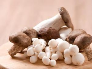 ��Ģ���ϻ��᣿Ģ���ĠI�B�rֵ Ģ���Ĺ�Ч�c����