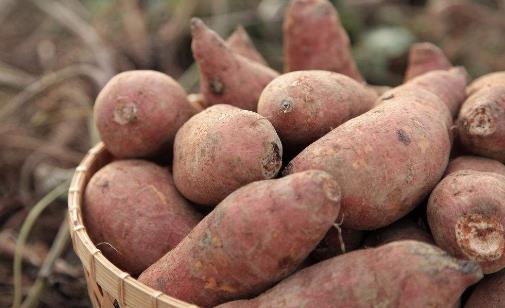 地瓜營養價值高 常吃地瓜有5大好處
