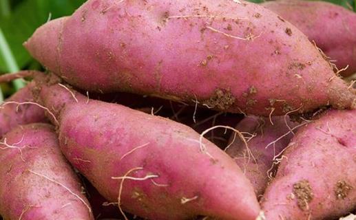 地瓜營養價值高 常吃地瓜有5大好處