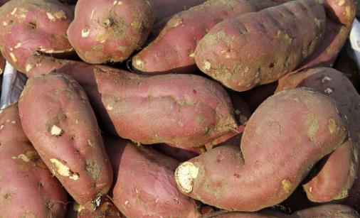 地瓜營養價值高 常吃地瓜有5大好處