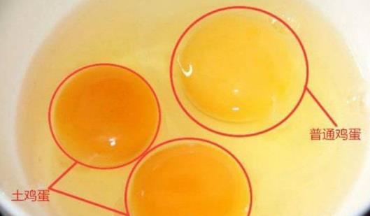 土雞蛋與普通雞蛋有什么區(qū)別 土雞蛋與普通雞蛋營養(yǎng)價值對比分析