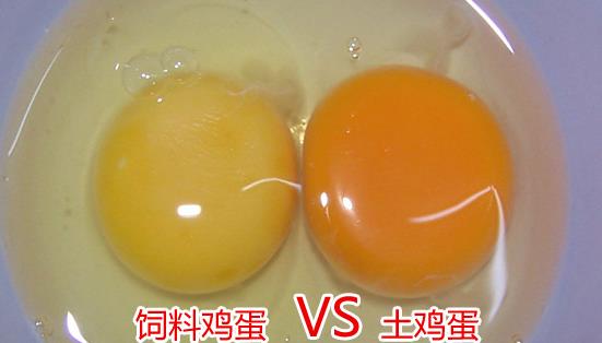 土雞蛋與普通雞蛋有什么區(qū)別 土雞蛋與普通雞蛋營養(yǎng)價值對比分析