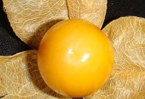 東北姑娘兒果是什么水果?姑鳥兒的營養價值及藥用價值