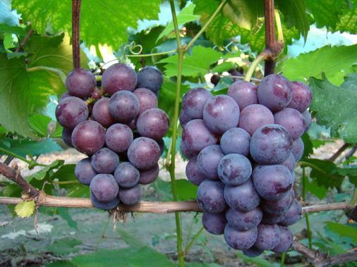 食用巨峰葡萄的注意事項(xiàng)-巨峰葡萄的功效與作用