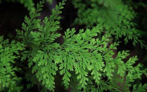 烏韭的營養價值是什么?吃烏韭的好處