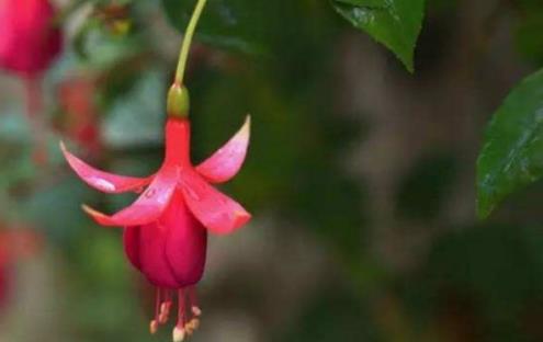 金鐘花是什么?金鐘花的作用有哪些