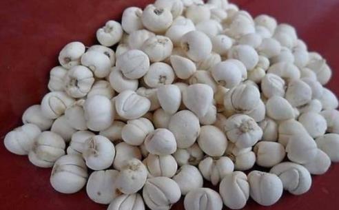 貝母是什么?貝母有什么功效