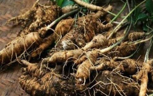 吃土黨參的好處是什么?吃土黨參的注意事項