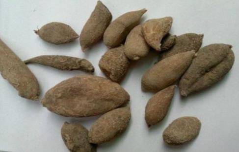 什么是廣郁金?廣郁金的功效與作用