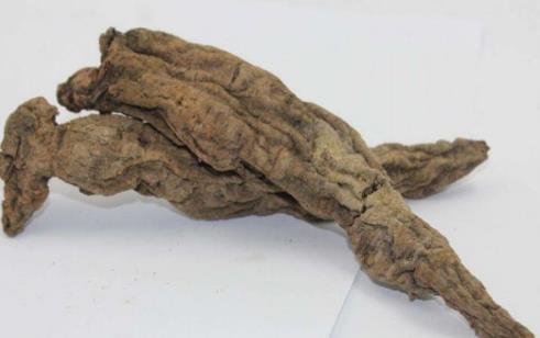 玄參的作用是什么?玄參的營養價值