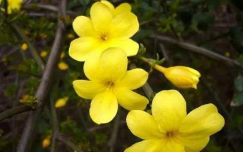 金鐘花是什么?金鐘花的作用有哪些