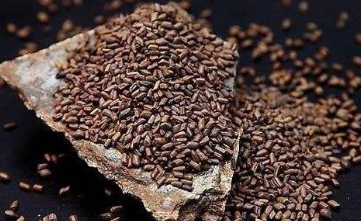 決明子茶可以長期喝嗎?決明子茶有哪些功效?