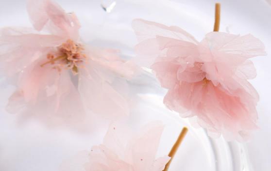 櫻花茶是什么味道?櫻花茶有哪些作用?