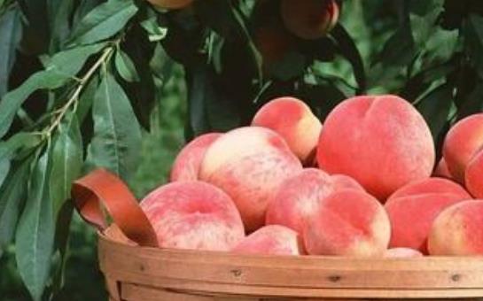 孕婦可以吃桃子嗎?桃子是寒性水果嗎?