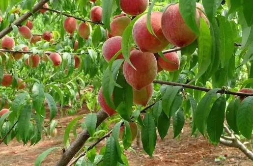 孕婦可以吃桃子嗎?桃子是寒性水果嗎?