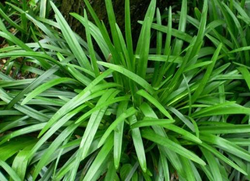 麥冬草有什么功效和作用?麥冬草的食用方法是怎樣的?