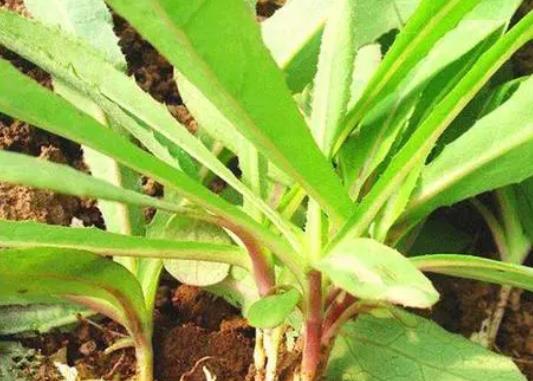 苦菜可以多吃嗎?苦菜吃多了會怎么樣?