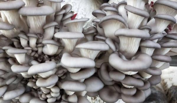 �����Lʲô���ӵĈDƬ ��������Щ��Ч�c����