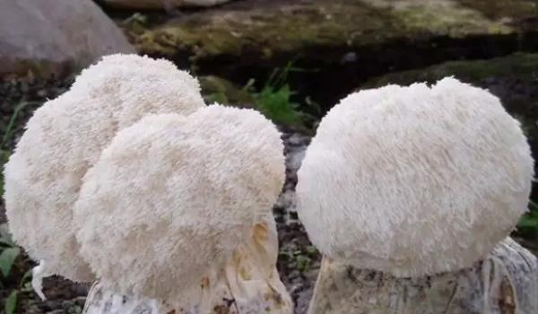 ���^���Lʲô���ӵĈDƬ ���^������Щ��Ч�c����