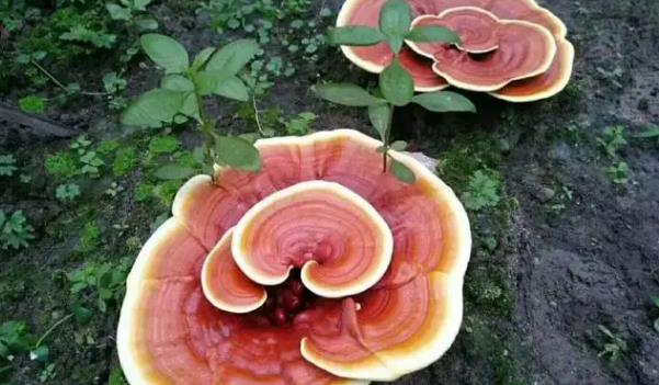 �`֥�Lʲô���ӵĈDƬ �`֥����Щ��Ч�c����