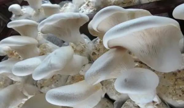 ���`���Lʲô���ӵĈDƬ ���`������Щ��Ч�c����