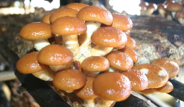 ���ӹ��Lʲô���ӵĈDƬ ���ӹ�����Щ��Ч�c����