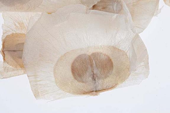 玉蝴蝶茶是什么茶?玉蝴蝶茶泡水喝有什么作用(玉蝴蝶茶知識)