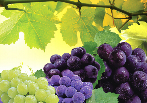 葡萄怎么洗才好?洗葡萄要一粒一粒洗嗎?