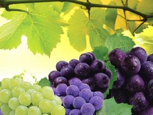 葡萄怎么洗才好?洗葡萄要一粒一粒洗嗎?