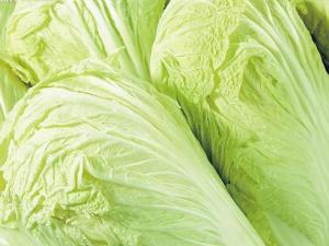 怎樣挑選大白菜?大白菜的選購技巧