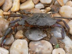 如何保存活的螃蟹?螃蟹的保鮮方法