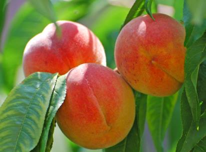 ������α��棿���ӵă��淽��