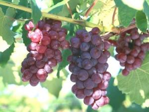 如何挑選葡萄?什么樣的葡萄最甜