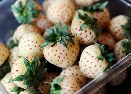 菠蘿莓多少錢一斤?菠蘿莓如何選購(gòu)