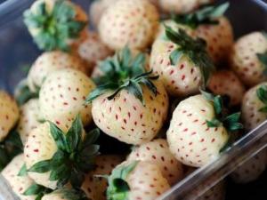 菠蘿莓多少錢一斤？菠蘿莓如何選購(gòu)