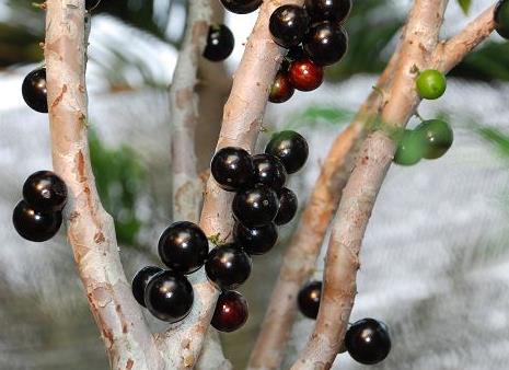 嘉寶果多少錢一斤?嘉寶果如何選購