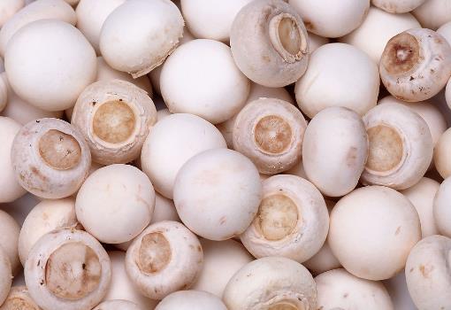 如何辨別漂白蘑菇?漂白蘑菇的鑒別方法