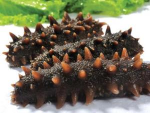 如何挑選海參?海參的挑選技巧