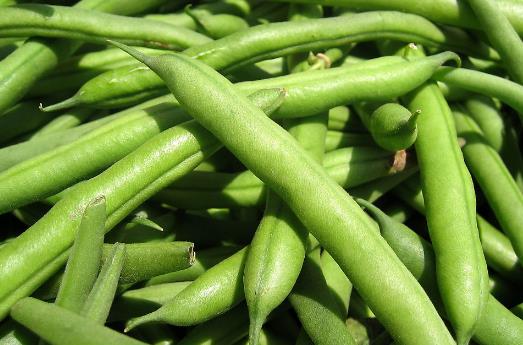 如何挑選新鮮的四季豆?四季豆的選購技巧