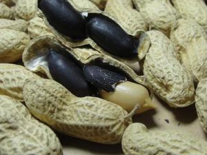 黑皮花生真的都是染色的嗎?怎樣識別染色黑花生