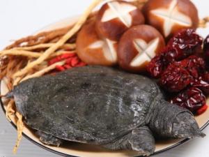 如何挑選甲魚？甲魚的挑選方法