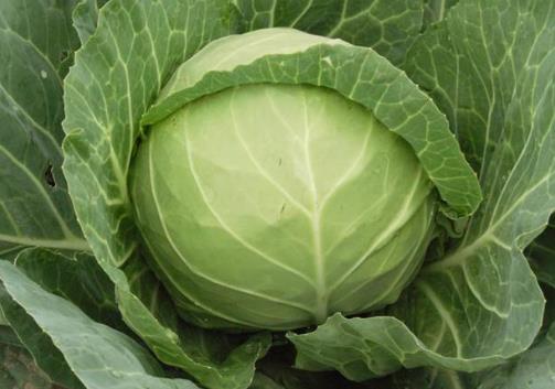 如何挑選新鮮的甘藍(lán)菜?甘藍(lán)菜的選購方法
