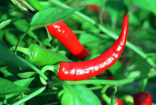 如何挑選新鮮辣椒?辣椒的挑選方法