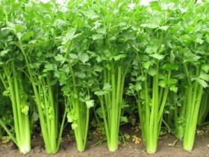 怎樣挑選新鮮的芹菜?芹菜的選購方法