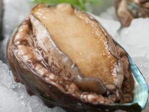 如何挑選優(yōu)質(zhì)鮑魚？鮑魚的挑選方法