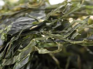 干海帶泡發,干海帶要泡多久,怎樣泡發干海帶