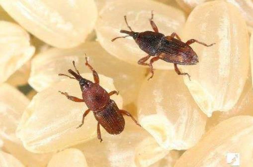 大米生蟲了怎么辦 教你幾個驅蟲的生活小竅門