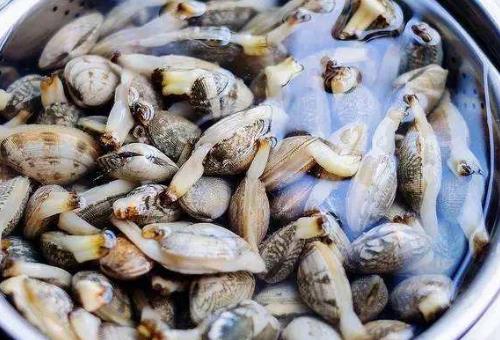 蛤蜊清洗竅門-蛤蜊的食用方法